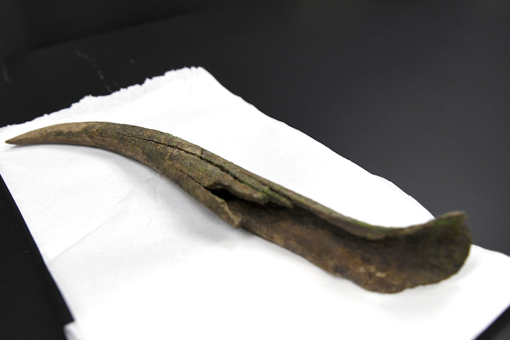 Mammoth tusk tip recovered